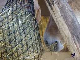 Tiergarten Schönbrunn am 20.10.2025